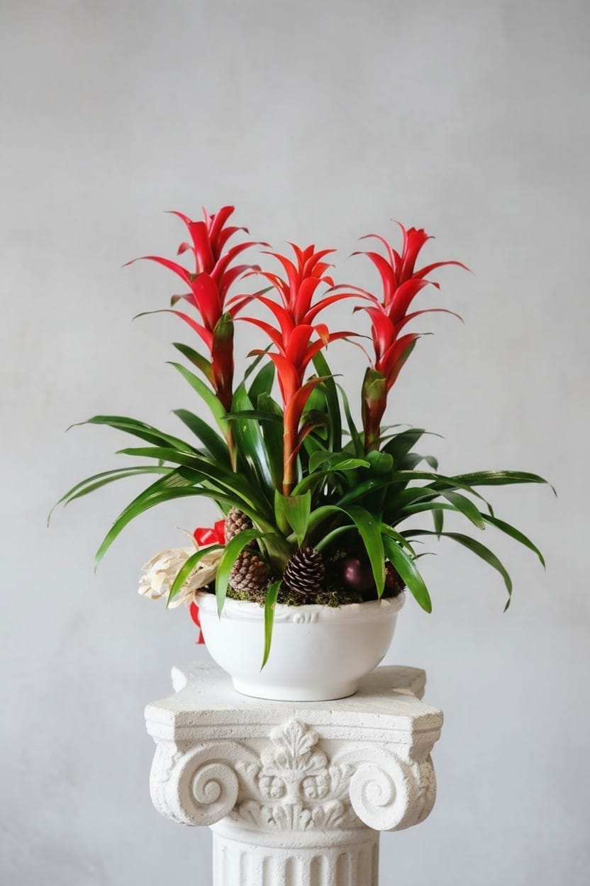 3 lü Guzmania Çiçeği